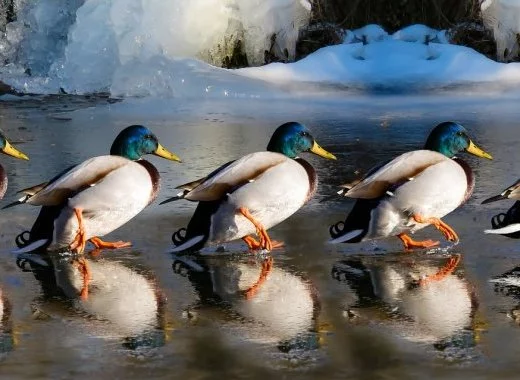 Oscillococcinum : Le petit canard a grandi