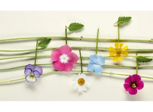 Et si les plantes n'étaient pas aussi sourdes que leurs pots ?