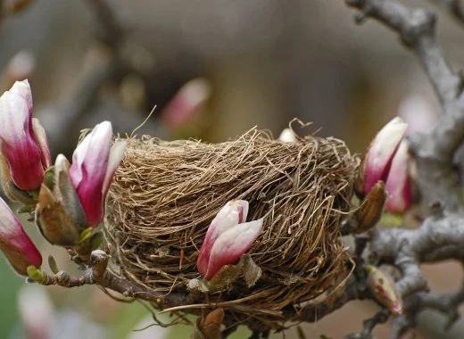 Une étude sur la diminution des populations d'oiseaux en Europe