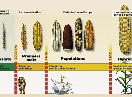 Les OGM : une catégorie juridique aux contours débattus